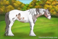 Horse Color:Buckskin Sabino Tobiano Blanket 
