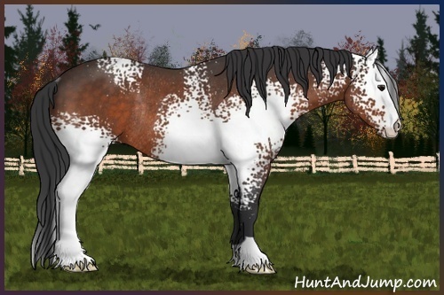 Horse Color:White Spotted Bay Rabicano