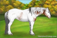 Horse Color:White Spotted Brown Tobiano Rabicano