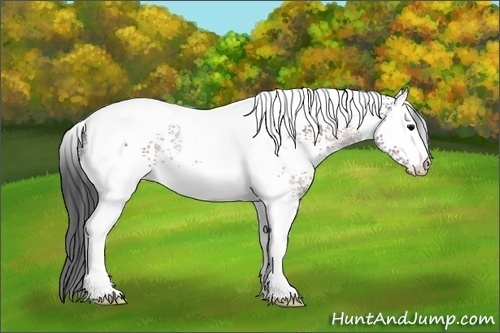 Horse Color:White Spotted Brown Tobiano