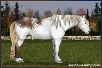 Horse Color:White Spotted Liver Chestnut 