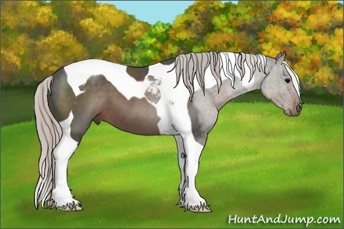 Horse Color:Silver Black Tobiano