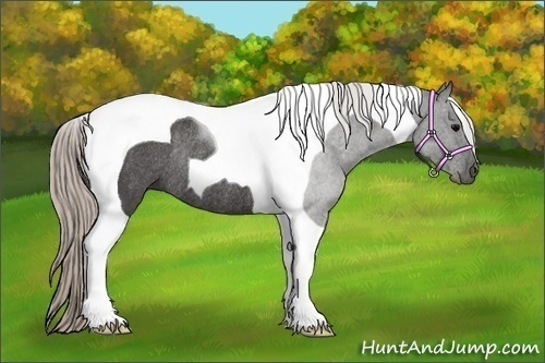Horse Color:Silver Black Tobiano Rabicano 