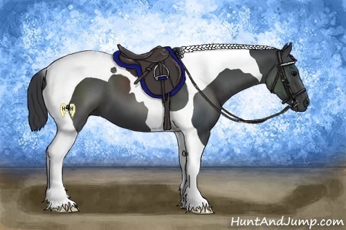 Horse Color:Black Tobiano 