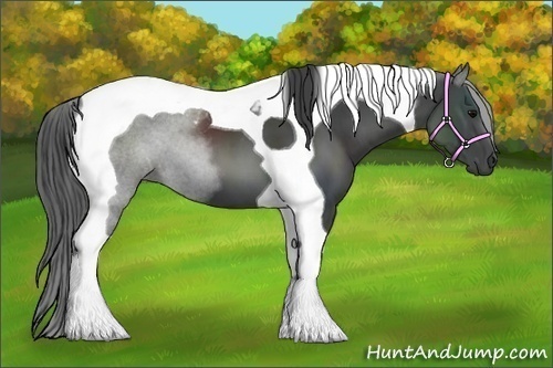 Horse Color:Black Tobiano 