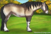 Horse Color:Bay Onyx 