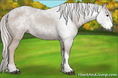Horse Color:Gray Chestnut 