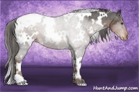 Horse Color:White Spotted Liver Chestnut Snowcap 