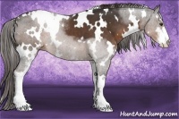 Horse Color:White Spotted Liver Chestnut Sabino 