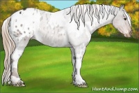 Horse Color:White Spotted Liver Chestnut Blanket