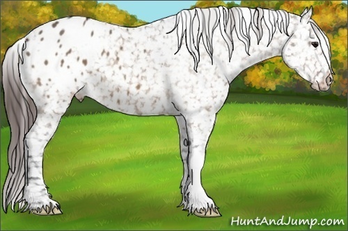 Horse Color:Bay Dun Appaloosa 