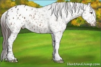 Horse Color:Bay Dun Appaloosa 