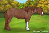 Horse Color:Chestnut Appaloosa 