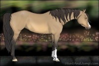 Horse Color:Buckskin Dun 