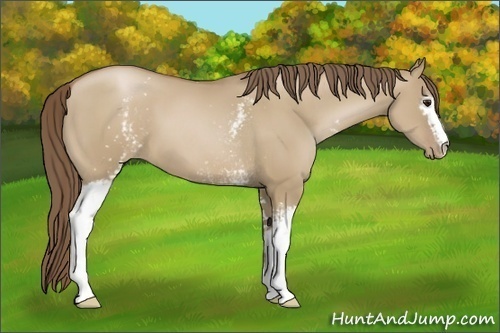 Horse Color:White Spotted Grullo Pearl Sabino