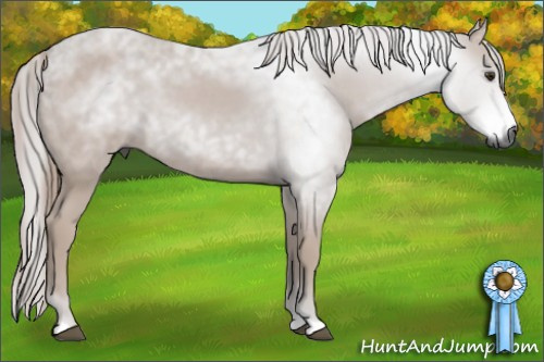 Horse Color:Gray Chestnut 