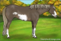 Horse Color:Liver Chestnut Splash Frame
