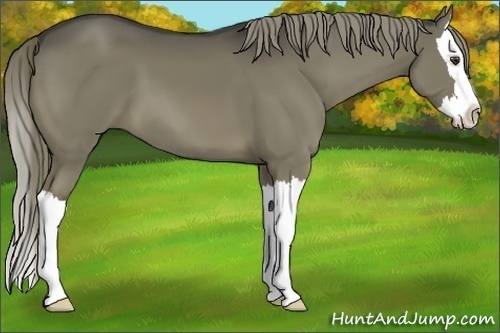 Horse Color:Liver Red Dun Sabino Splash