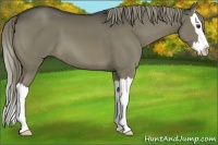 Horse Color:Liver Red Dun Sabino Splash 