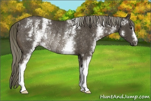 Horse Color:White Spotted Liver Chestnut Rabicano