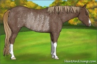 Horse Color:Liver Chestnut Rabicano