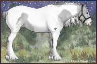 Horse Color:White Spotted Black Tobiano 