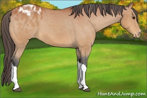 Horse Color:Bay Appaloosa 