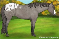 Horse Color:Grullo Varnish 