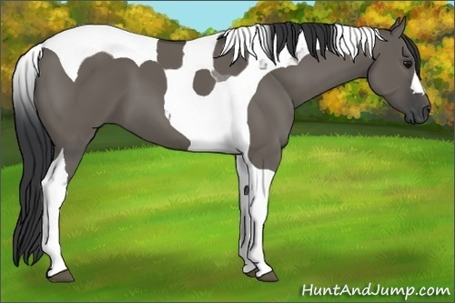 Horse Color:Grullo Tobiano 