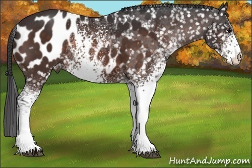 Horse Color:White Spotted Brown Appaloosa Rabicano 