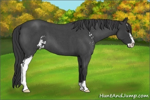 Horse Color:Blue Roan Sabino