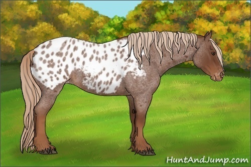 Horse Color:Red Roan Appaloosa