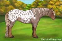 Horse Color:Red Roan Appaloosa 