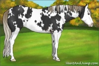Horse Color:White Spotted Liver Chestnut Splash 