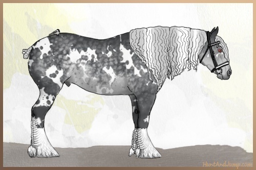 Horse Color:White Spotted Silver Black Chinchilla 