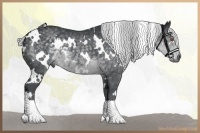 Horse Color:White Spotted Silver Black Chinchilla 