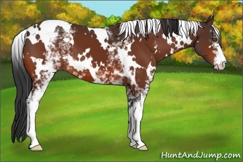 Horse Color:White Spotted Bay 
