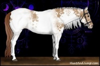 Horse Color:White Spotted Red Dun Rabicano 
