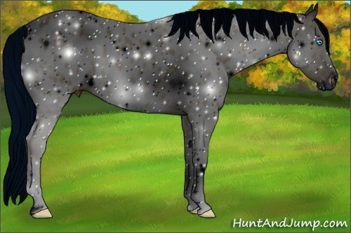 Horse Color:ERROR: UNKNOWN ANOMALY