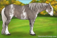 Horse Color:White Spotted Silver Black 