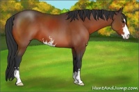 Horse Color:Bay Sabino 