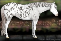 Horse Color:Grullo Splash Appaloosa 