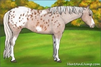 Horse Color:Silver Bay Tobiano Frame Appaloosa Rabicano 