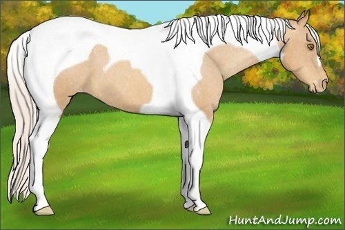 Horse Color:Silver Amber Champagne Tobiano Varnish