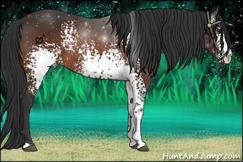 Horse Color:White Spotted Bay 