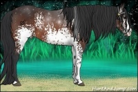Horse Color:White Spotted Bay