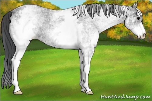 Horse Color:White Spotted Blue Ice Roan