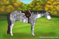 Horse Color:Black Ice Sabino