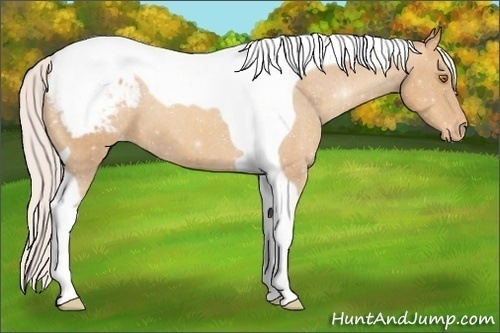 Horse Color:Silver Classic Champagne Tobiano Appaloosa 