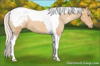 Horse Color:Silver Classic Champagne Tobiano Varnish 